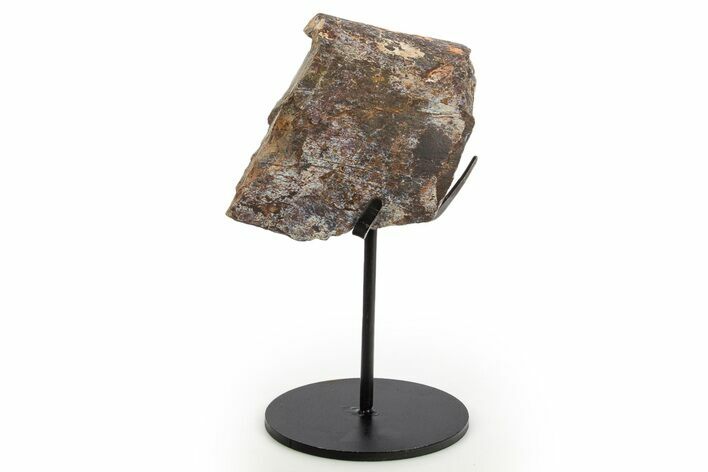 Fossil Sauropod Limb Section with Metal Stand - Colorado #331116